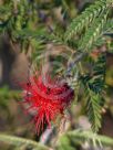 Calliandra californica