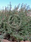 Calliandra californica