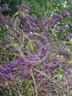 Callicarpa formosana