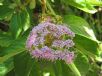 Callicarpa rubella