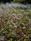 Callisia fragrans