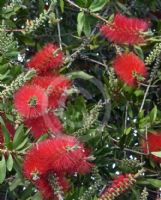 Callistemon citrinus Splendens