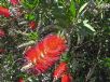 Callistemon citrinus Splendens