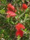 Callistemon citrinus Splendens