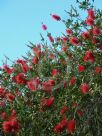 Callistemon citrinus Splendens