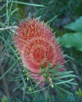 Callistemon linearis