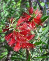 Callistemon pachyphyllus