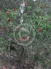 Callistemon pachyphyllus