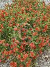 Callistemon pearsonii