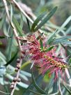 Callistemon phoeniceus