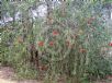 Callistemon phoeniceus