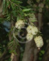 Callistemon shiressii