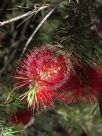 Callistemon subulatus