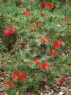 Callistemon subulatus