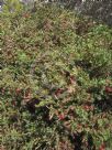 Callistemon subulatus