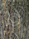 Callitris columellaris