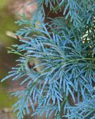 Calocedrus macrolepis