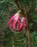 Calothamnus validus