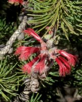 Calothamnus villosus