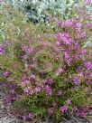 Calytrix fraseri