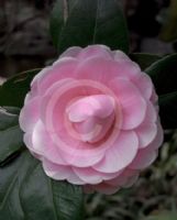 Camellia japonica