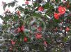 Camellia japonica