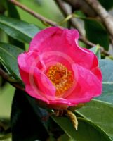 Camellia reticulata