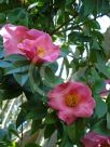 Camellia reticulata