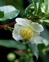 Camellia sinensis