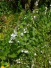 Campanula alliariifolia alliariifolia