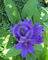 Campanula glomerata