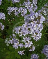 Campanula lactiflora