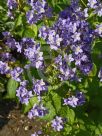 Campanula lactiflora