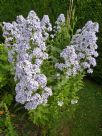 Campanula lactiflora