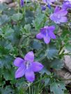 Campanula portenschlagiana