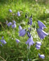 Campanula rotundifolia