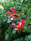 Campsis radicans