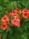 Campsis radicans