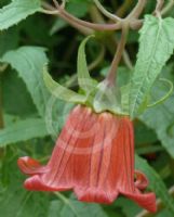 Canarina canariensis