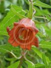 Canarina canariensis