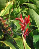 Canna indica