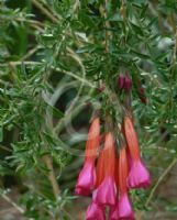 Cantua buxifolia