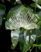 Capparis arborea