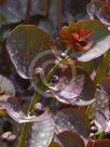 Capparis spinosa