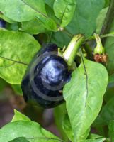 Capsicum annuum