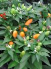 Capsicum annuum