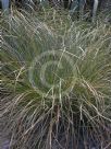 Carex flagellifera