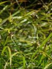 Carex grayi