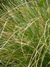 Carex secta
