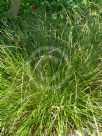 Carex secta